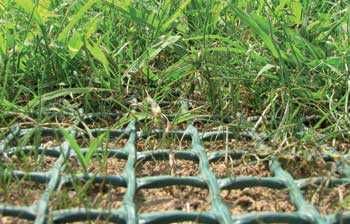 Rede para protecção relva (Evite buracos do seu cão no jardim)