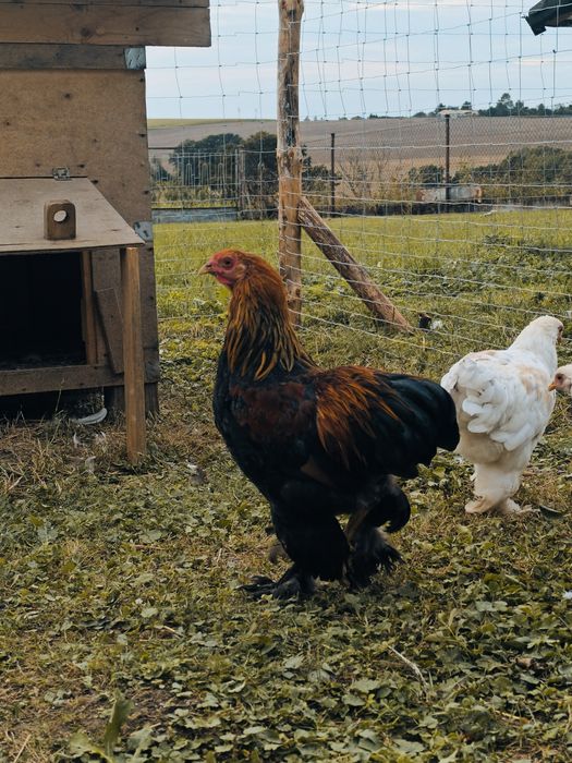 Brahma miniaturowa kuropatwiana biała młode koguty