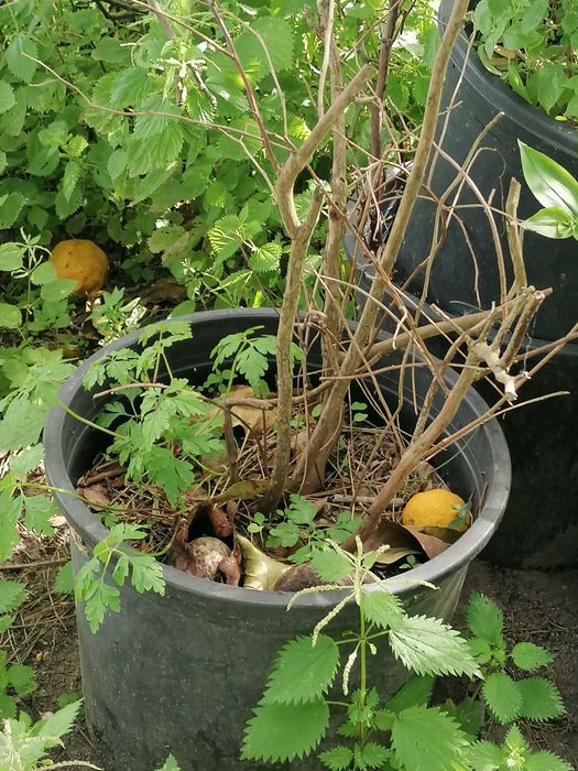 Oferecemos vasos de 28L