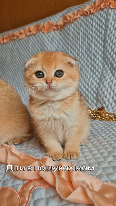 Ласковые котята, вислоухие и прямоухие шотландские