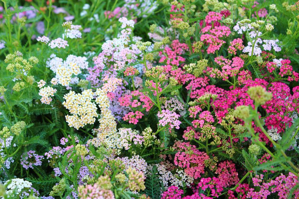 Озеленение, уход за садом