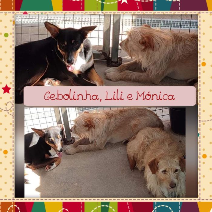 Para adoção - muito meigos