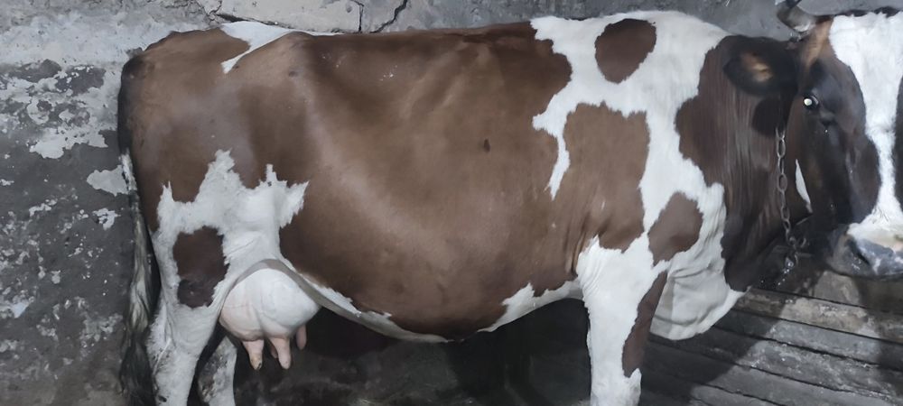 Продам коров на хозяйство!