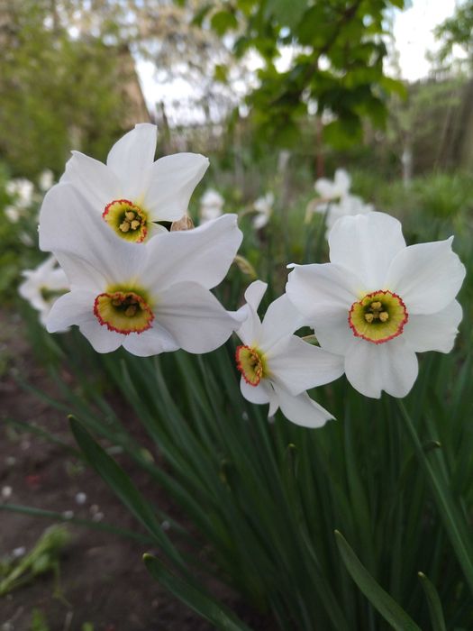 Нарциссы белые аромат