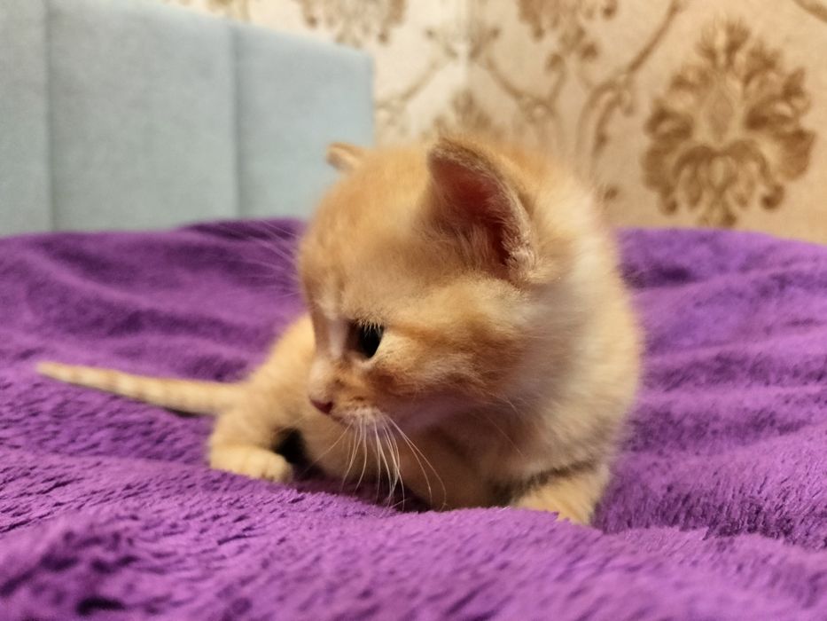 Кошенята від домашньої кішечки , риженькі комочки щастя