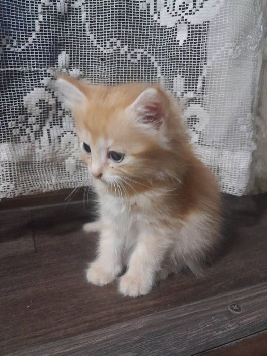 Котята бесплатно