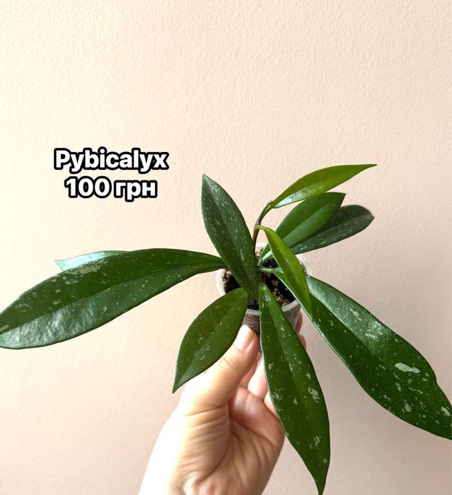 Densifolia , Noona , pachyclada, Pubicalyx,, Motoskii))