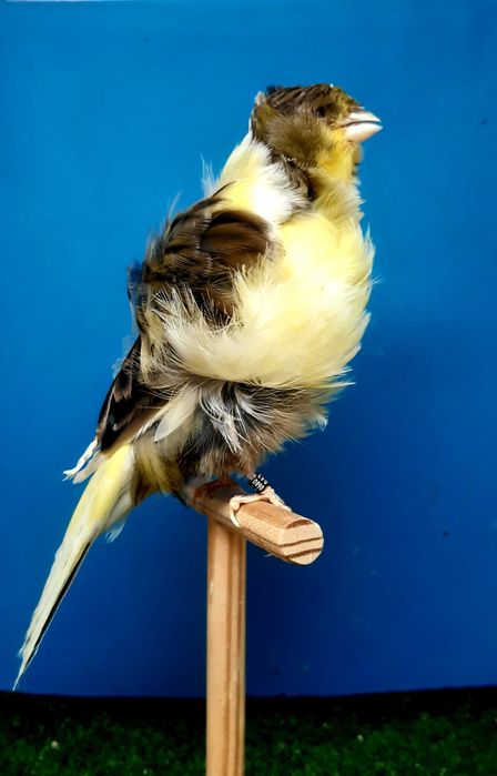 Canários frisados parisienses