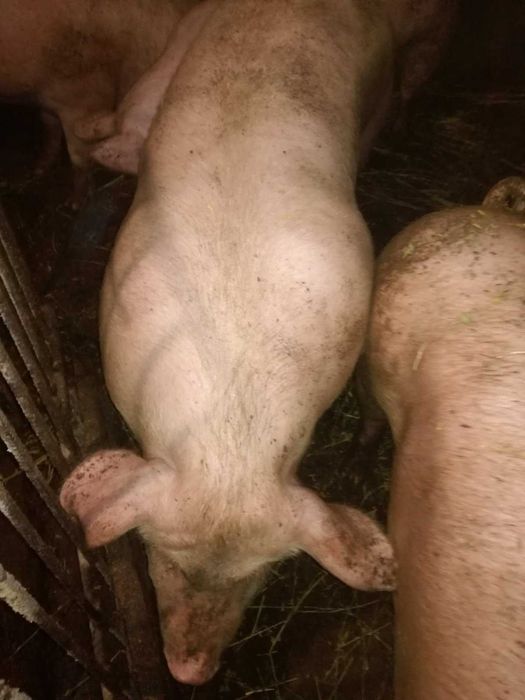 Продаж,свиней , Яловичини