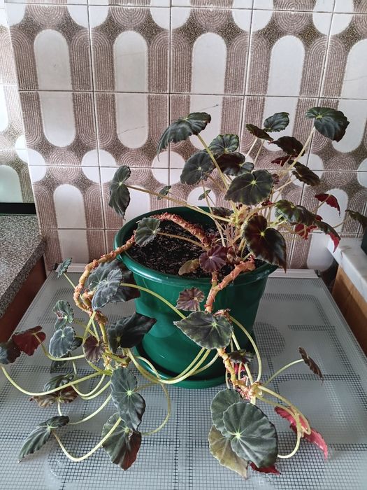 Plantas de interior  e exterior