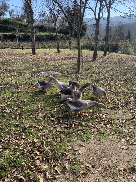 7 Gansos 3 machos 4 fêmeas