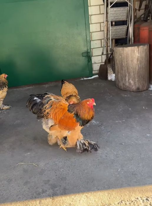 Яйця курчата брами