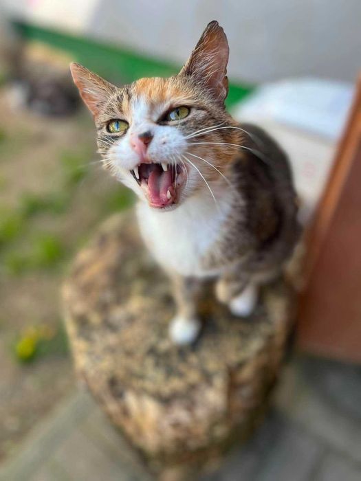 Carmelka do adopcji!