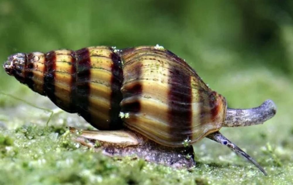 Caracol Helena -