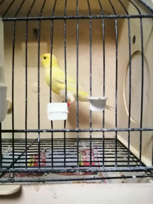 Canários amarelos nevados