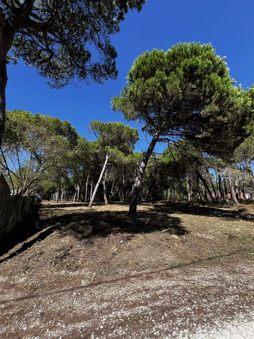 Limpeza de Terrenos - Corte de Árvores - Jardins