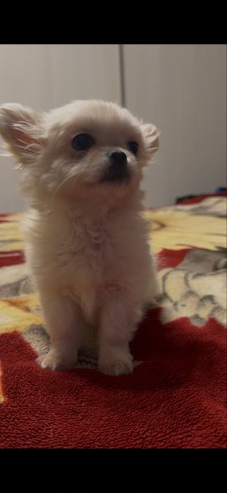 Хлопчик довгошерстний.