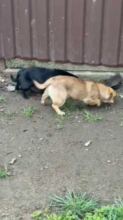 Выкинули двух щенков у трассы.
