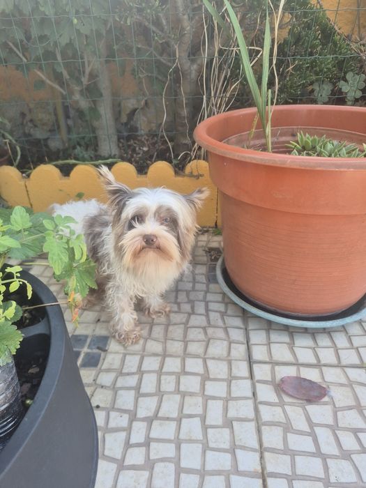 Biewer Terrier Macho Criadora Registada PT3088FL