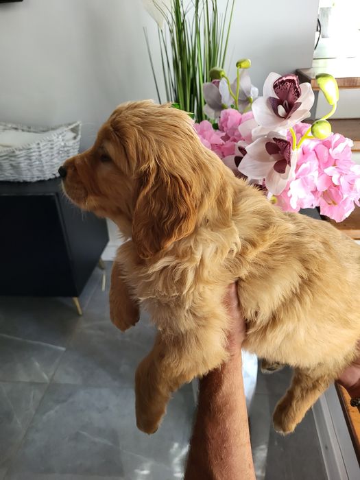 Golden Retriever ciemno złote  Badania genetyczne.