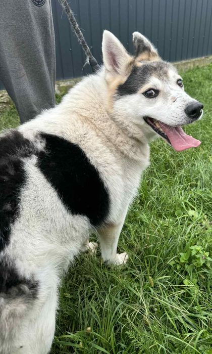 Oskar psiak do adopcji