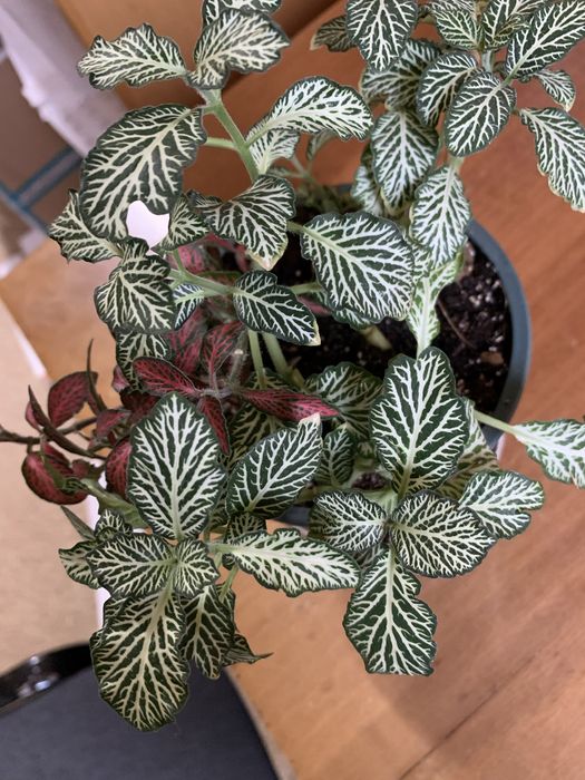 Фітонія композиція