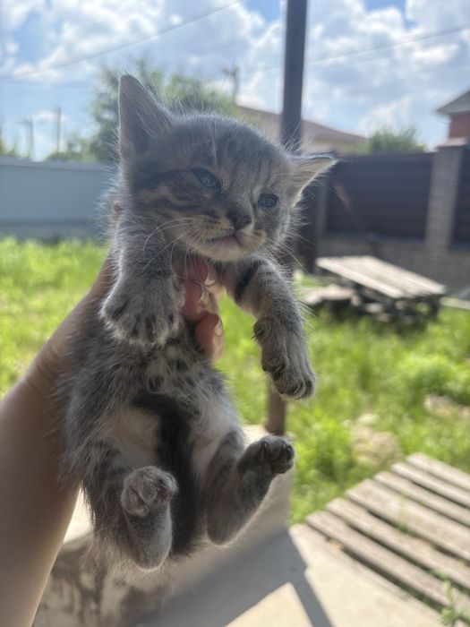 Безкоштовно кошенята