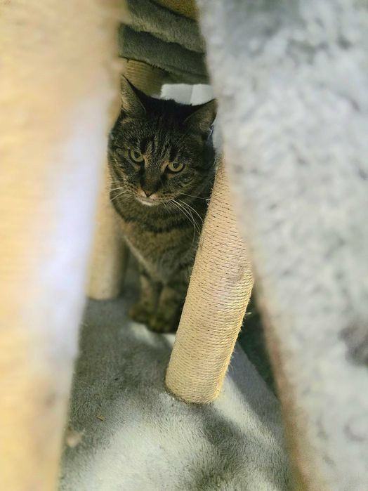 Megi - piękna kotka szuka domu. Kocica, adopcja, burasek