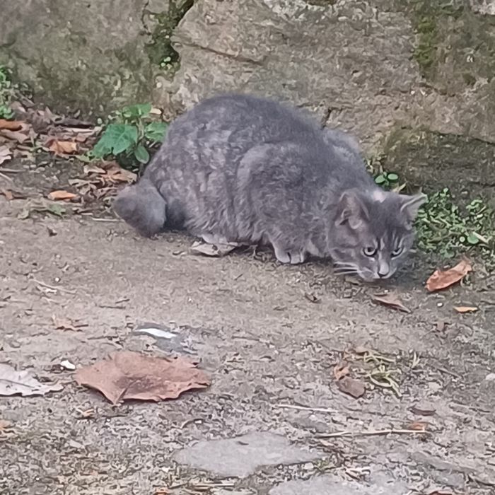 Gatinha 6meses muito meiga esterilizada