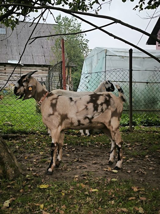 Koza anglonubijska