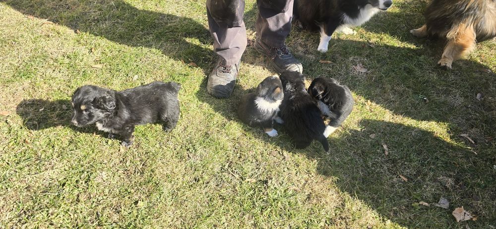 Oddam pieski w dobre ręce.