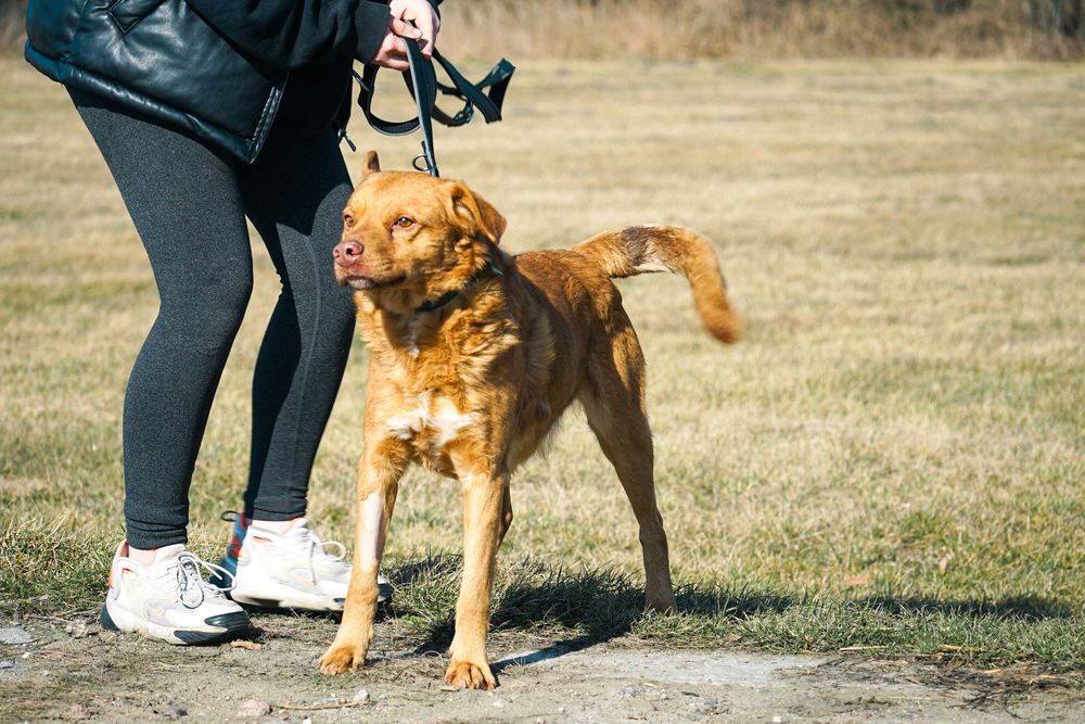 Lenox - śliczny pies w typie labrador