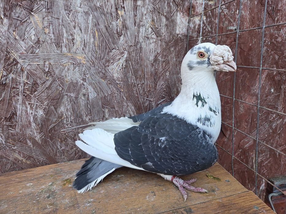 Samczyk staropolski 22r