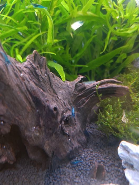 Vendo camarões neocaridina blue