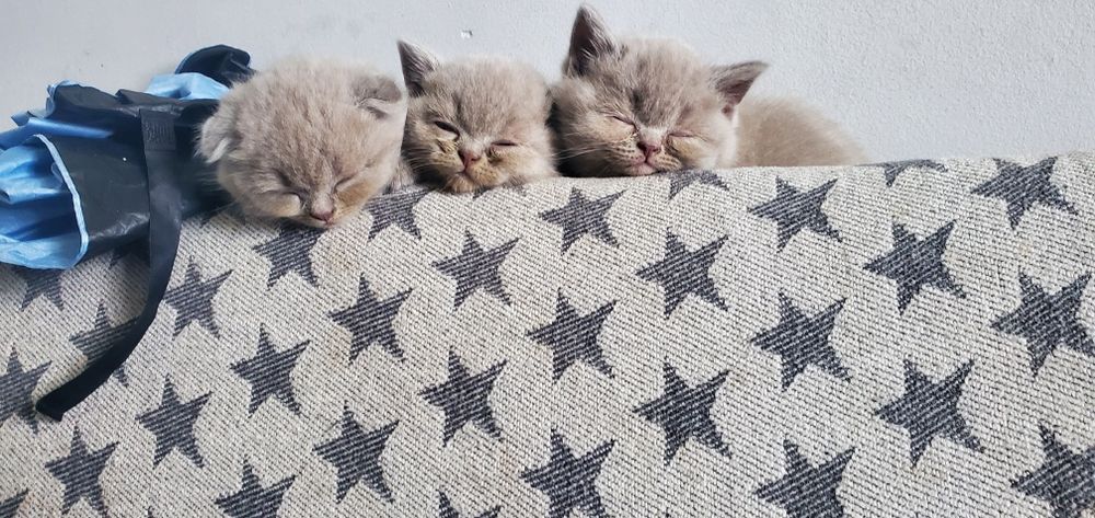 Шотландські кошенята породисті