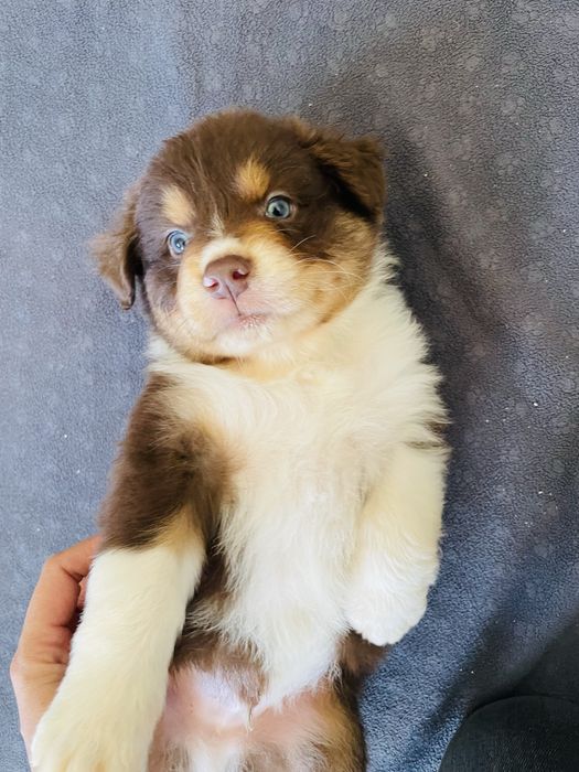 Pastor australiano com LOP