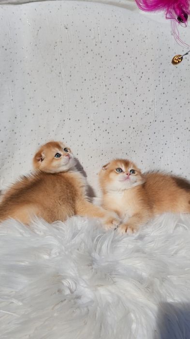Шотландські кошенята золота шиншила