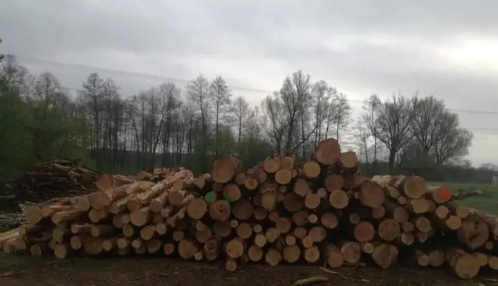 Drewno opałowe sosnowe   cięte i działanie.