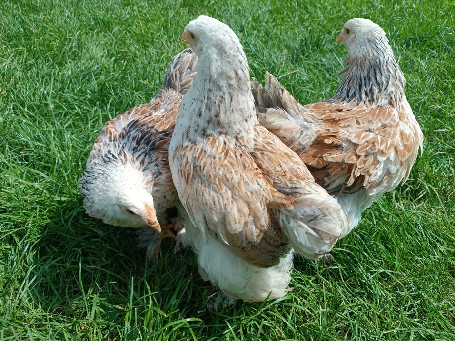 Брама Лосось гарнюні