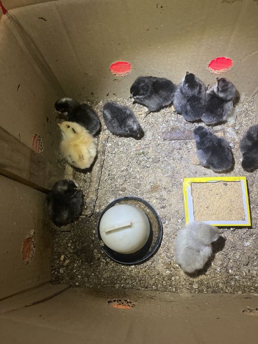 Pintos dez pintos por dez euros