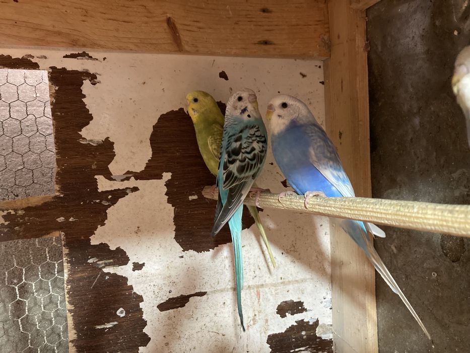 Periquitos várias cores 2024