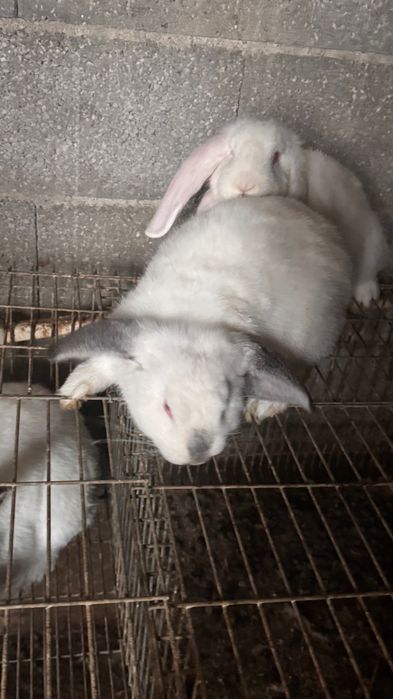 Coelhos cruzados com raça Lop Francesa