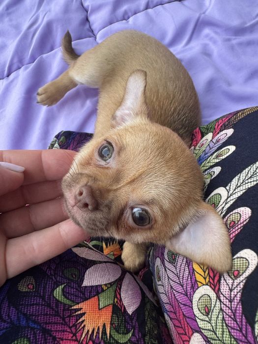 Chihuahua piesek