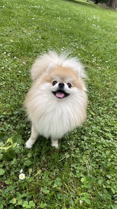 Пропонуємо до в‘язки померанського шпіца