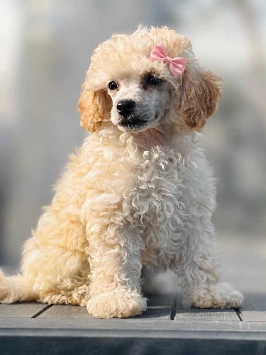 Pudel miniaturowy suczka cream silver