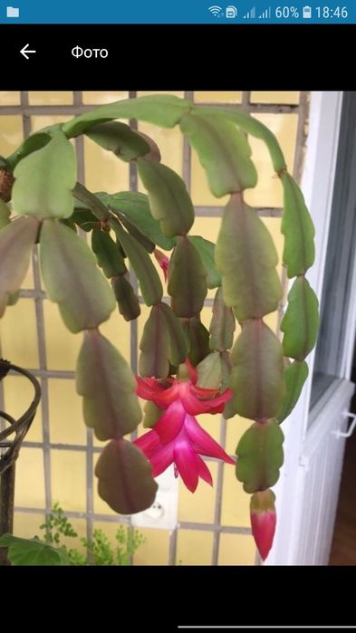 Вазон різдвяник рождественник  рожевий