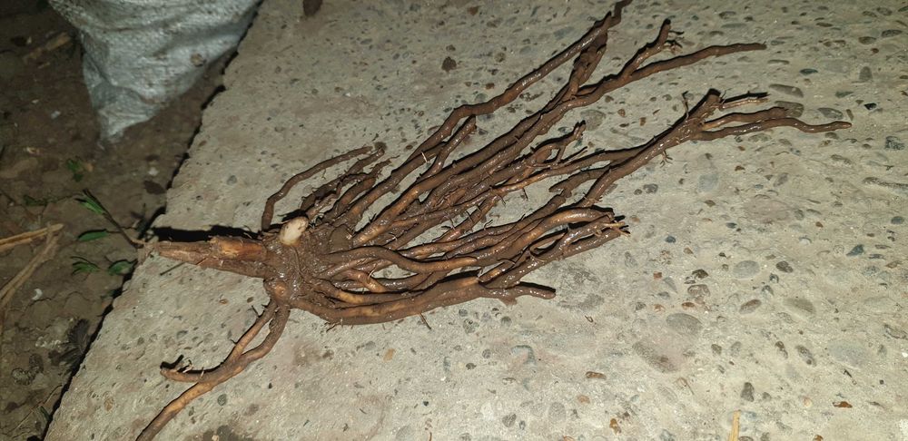 Спаржа Корінці спаржі Аспарагус