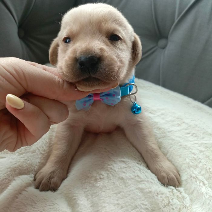 Cudny piesek Fado złoto biszkoptowy labrador retriever