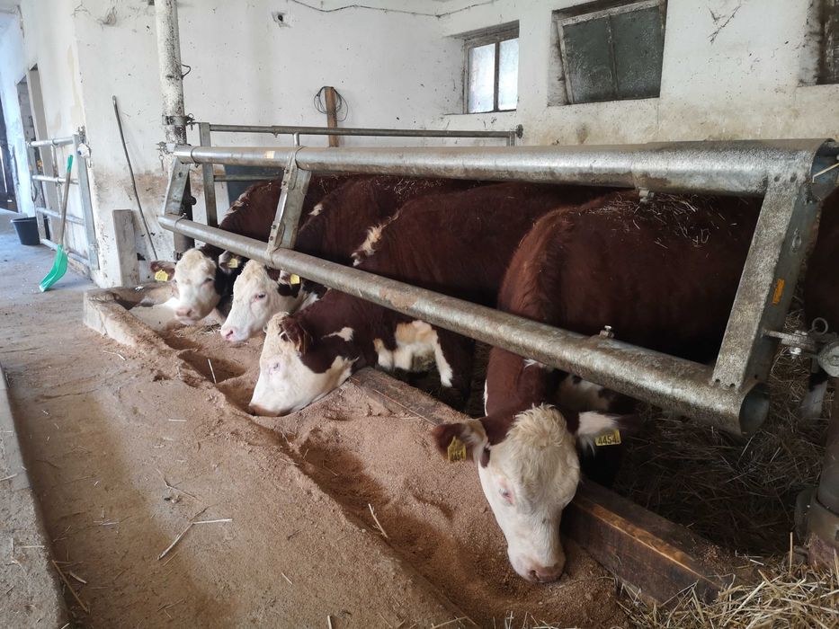 hereford 100% odsadki