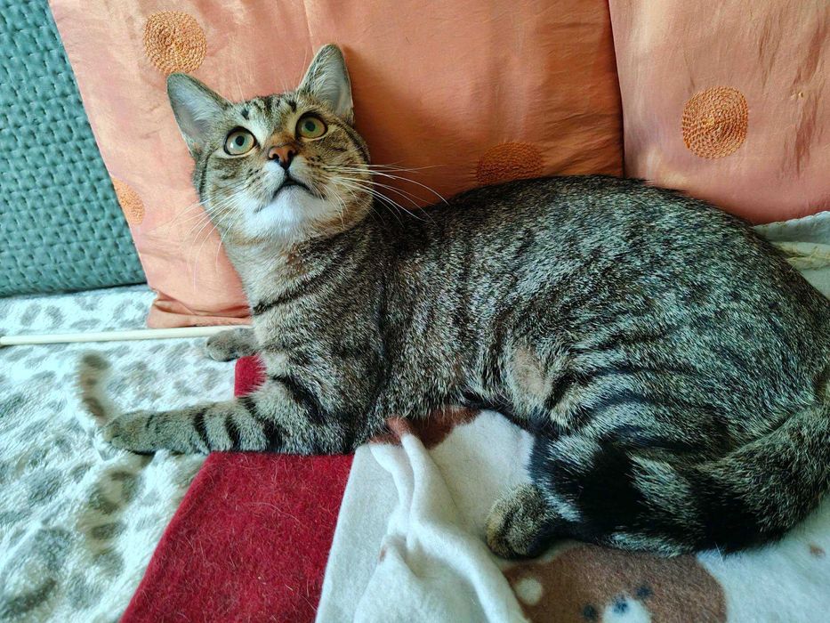 Kotek do adopcji